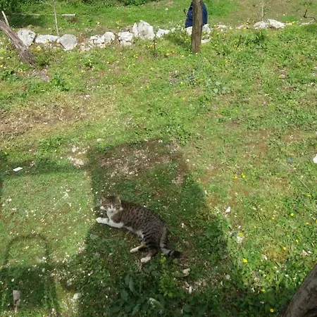 Buronja-kuc Vlore Kuc (Vlore)